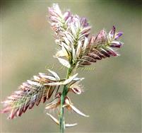  Spikelets